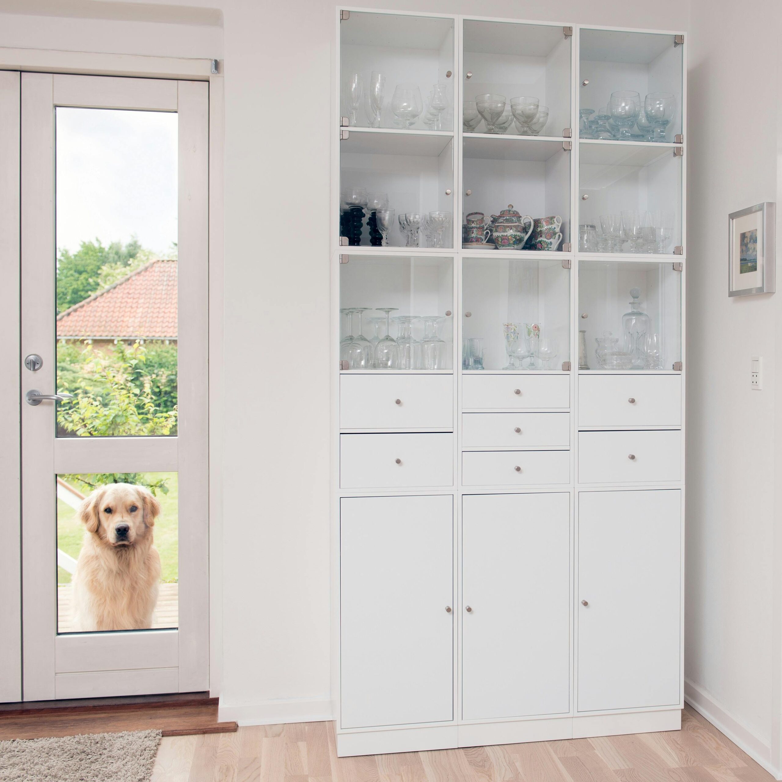 A golden retriever looks through a glass door into a modern home with a sleek glass cabinet.